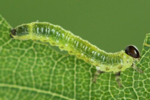 Arge dimidiata