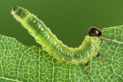 Réf. 313 394 : Arge dimidiata