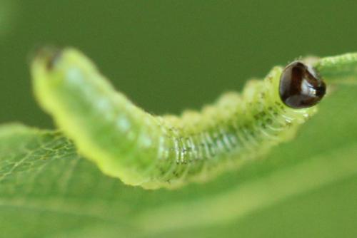 Arge dimidiata