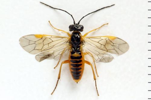Réf. 313 525 : Euura myosotidis