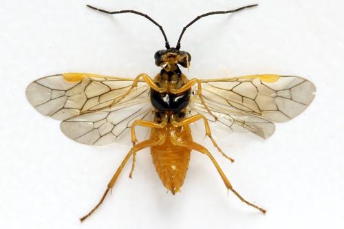 Euura myosotidis