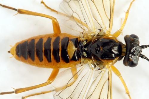 Réf. 313 527 : Euura myosotidis