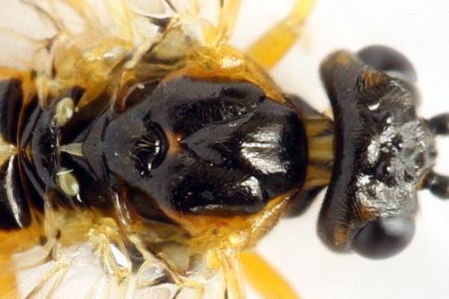 Réf. 313 528 : Euura myosotidis