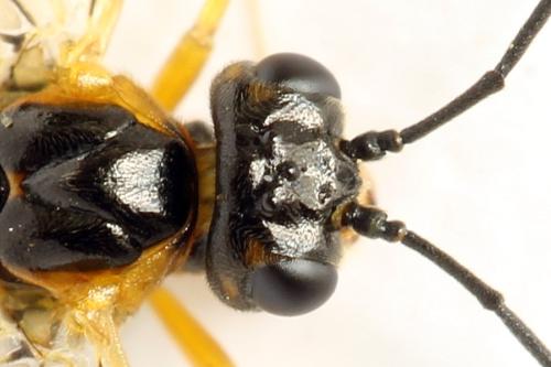 Réf. 313 529 : Euura myosotidis