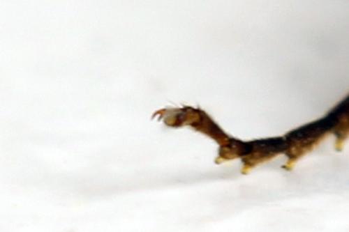 Euura myosotidis