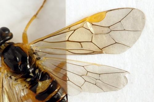 Euura myosotidis