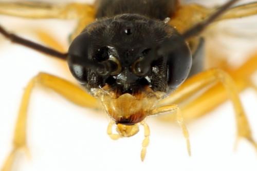 Euura myosotidis