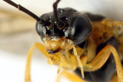 Euura myosotidis