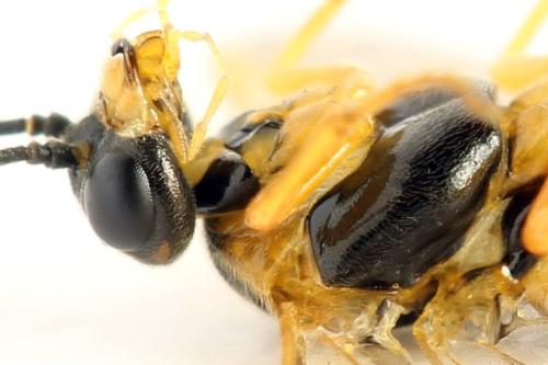 Euura myosotidis
