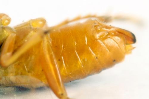 Euura myosotidis