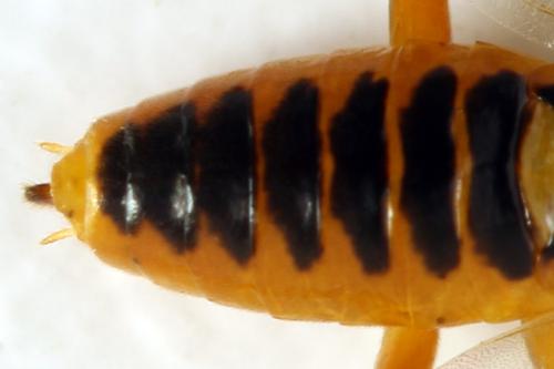 Euura myosotidis