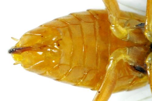 Euura myosotidis
