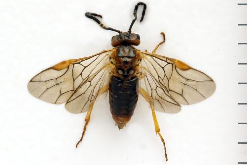 Euura sp.