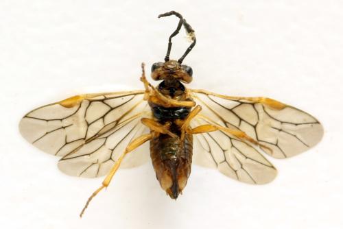 Réf. 313 605 : Euura sp.