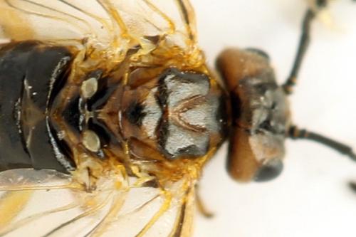 Réf. 313 607 : Euura sp.