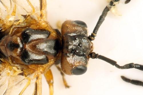 Réf. 313 608 : Euura sp.