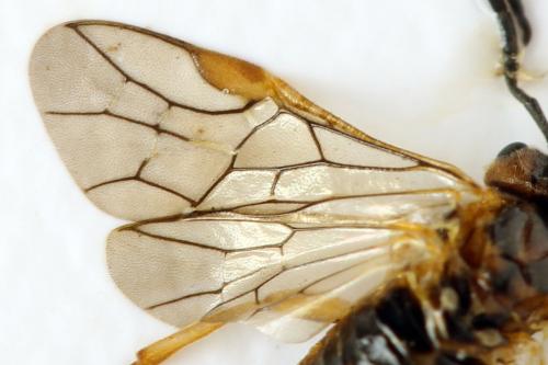 Réf. 313 609 : Euura sp.