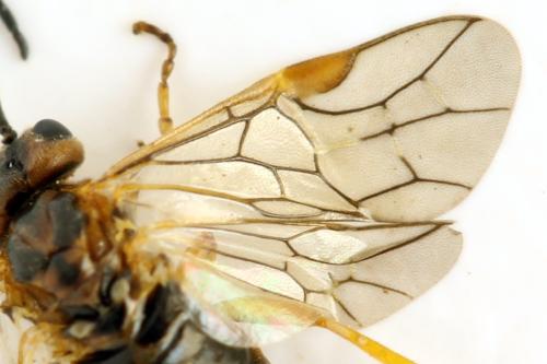 Réf. 313 610 : Euura sp.