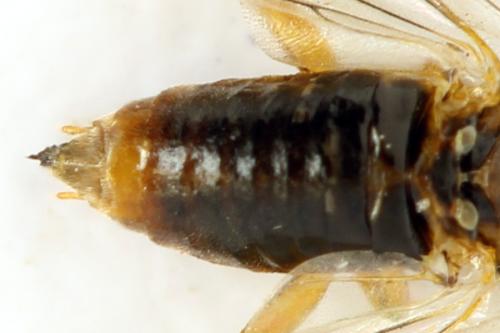 Réf. 313 612 : Euura sp.