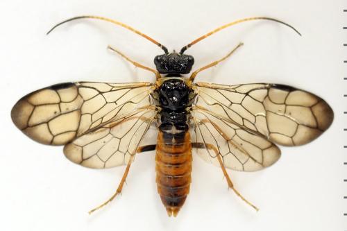 Cephalcia alpina