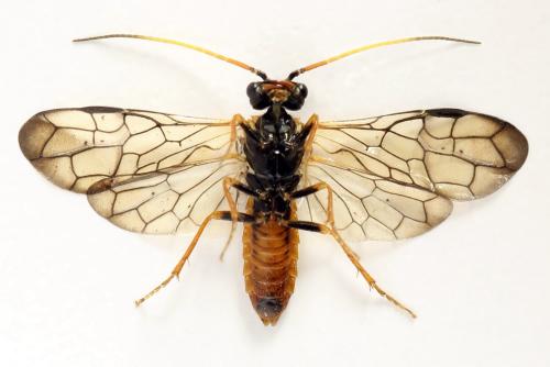 Cephalcia alpina