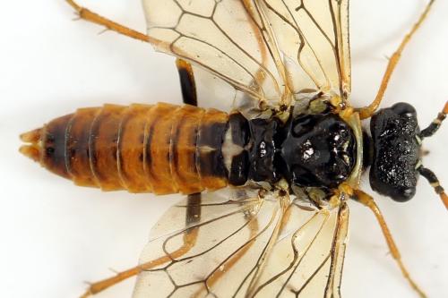 Cephalcia alpina