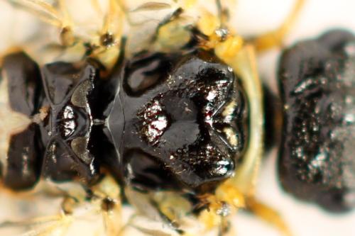 Cephalcia alpina