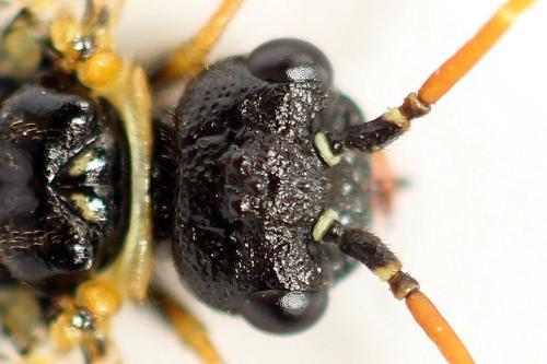 Cephalcia alpina