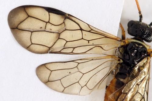 Cephalcia alpina