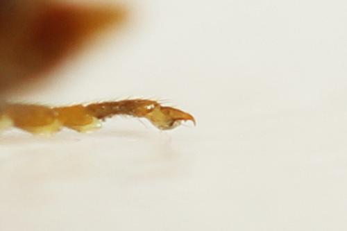 Cephalcia alpina