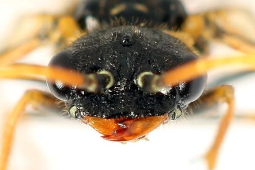 Cephalcia alpina