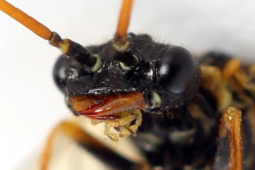 Cephalcia alpina