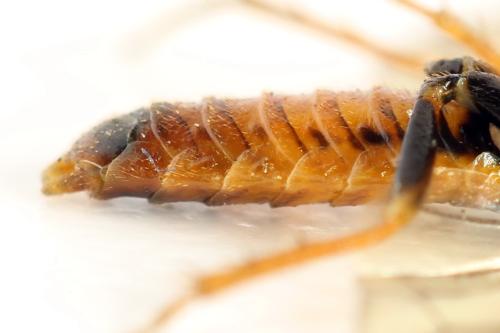 Cephalcia alpina