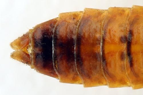 Cephalcia alpina