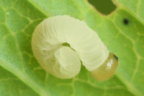Tenthredo temula