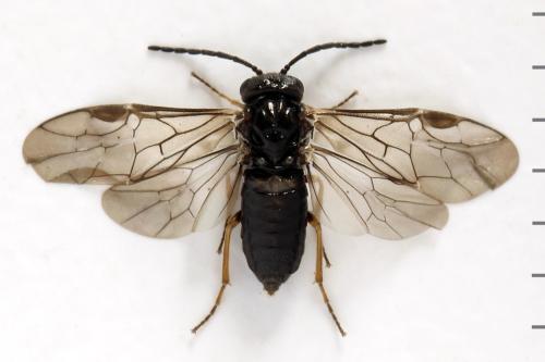 Réf. 313 873 : Pseudodineura fuscula