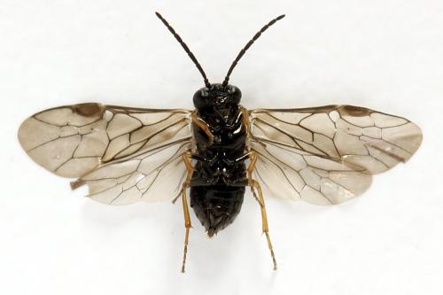 Réf. 313 874 : Pseudodineura fuscula