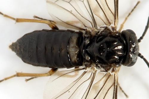 Réf. 313 875 : Pseudodineura fuscula