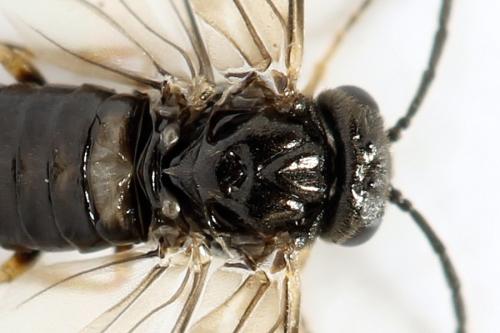 Réf. 313 876 : Pseudodineura fuscula