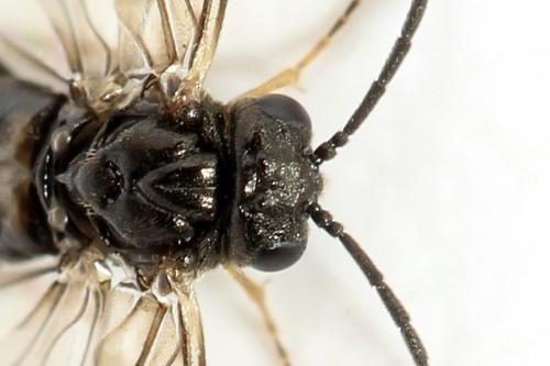 Réf. 313 877 : Pseudodineura fuscula