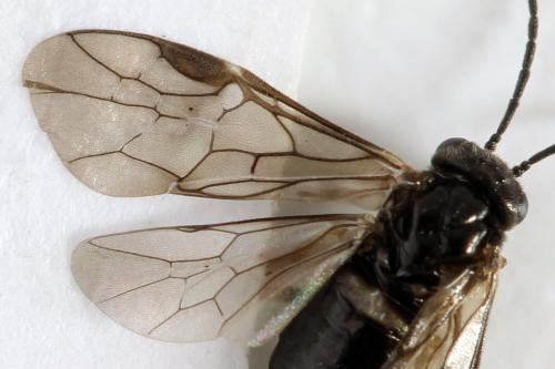 Réf. 313 878 : Pseudodineura fuscula