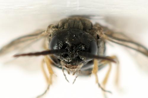 Réf. 313 879 : Pseudodineura fuscula