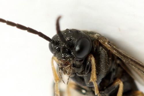 Réf. 313 880 : Pseudodineura fuscula