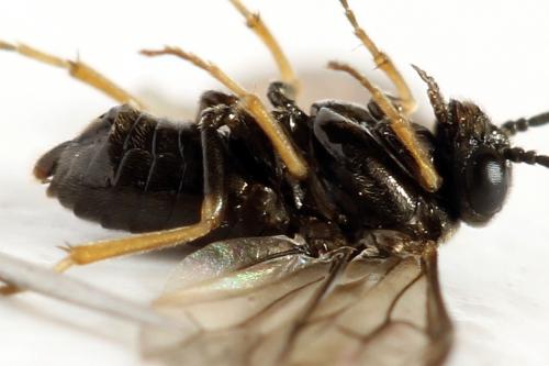 Réf. 313 881 : Pseudodineura fuscula