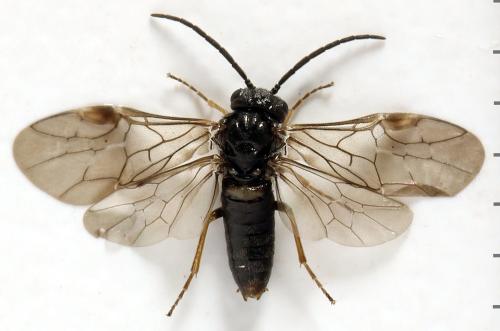 Pseudodineura fuscula