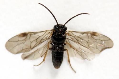 Pseudodineura fuscula