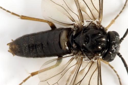 Réf. 313 886 : Pseudodineura fuscula