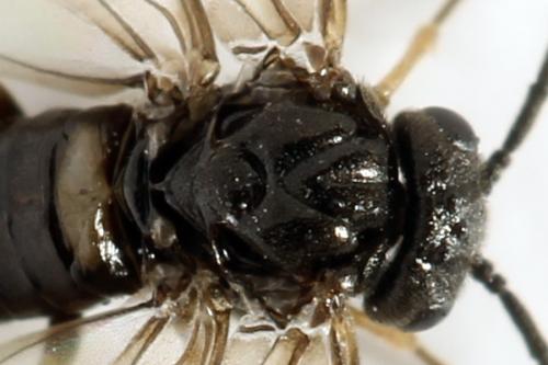 Pseudodineura fuscula