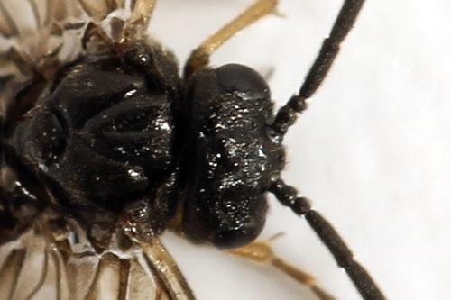Pseudodineura fuscula