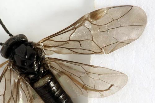 Pseudodineura fuscula